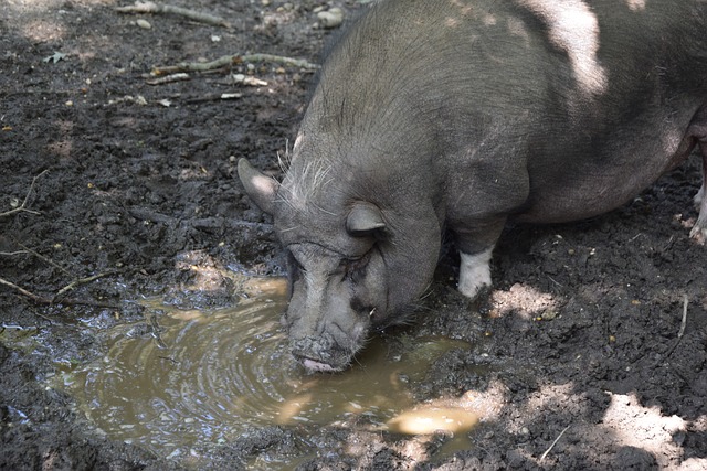 在哈姆的领 在哈姆的领